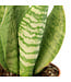 Sansevieria Robusta 4 po | Du vert, tout simplement