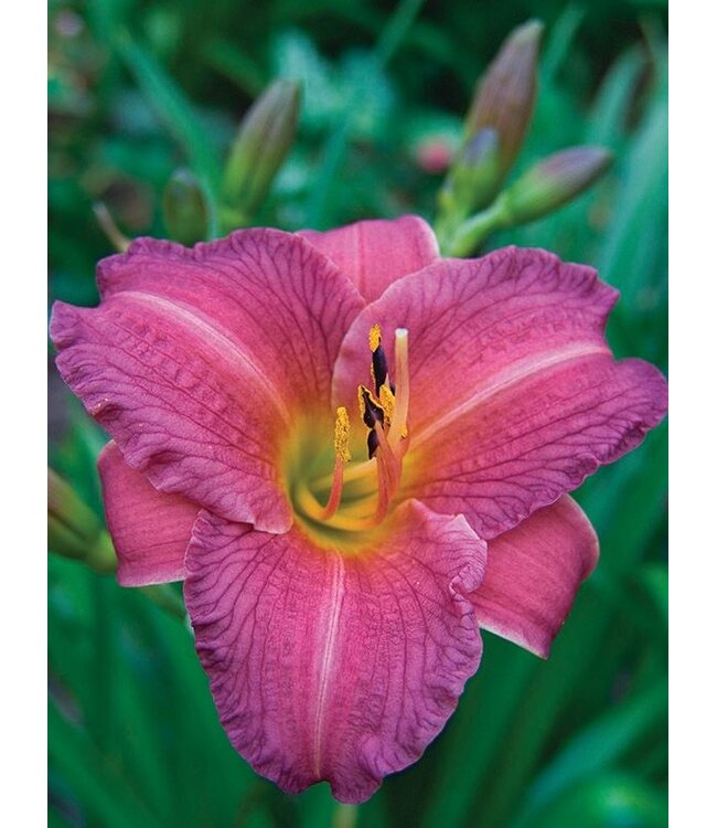 Hemerocallis Rosy Returns 2 gal | Lys d’un jour rose tendre