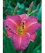 Hemerocallis Rosy Returns 2 gal | Lys d’un jour rose tendre