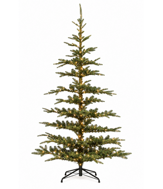 Sapin Nobilis