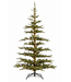 Sapin Nobilis