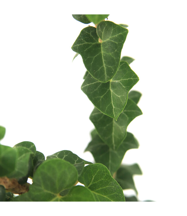 Hedera Fastigié 3 po | Une touche de nature singulière