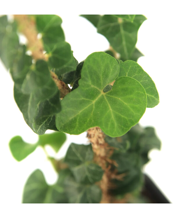 Hedera Fastigié 3 po | Une touche de nature singulière