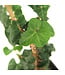 Hedera Fastigié 3 po | Une touche de nature singulière