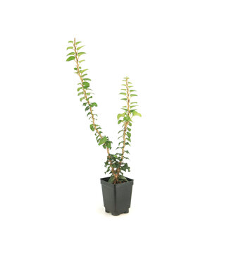 Hedera Fastigié 3 po