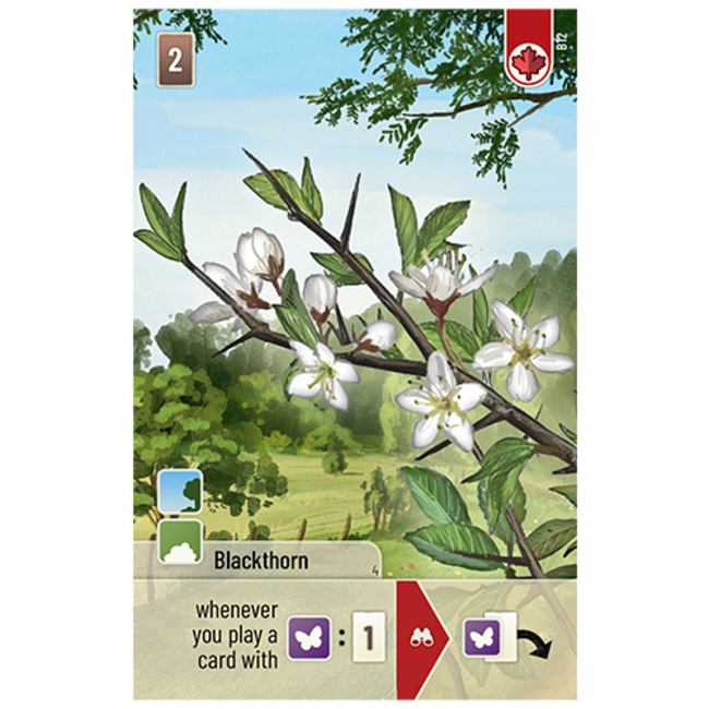 Forest Shuffle: Woodland Edge