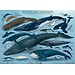 Eurographics Puzzles Whales & Dolphins 1000 pc Puzzle