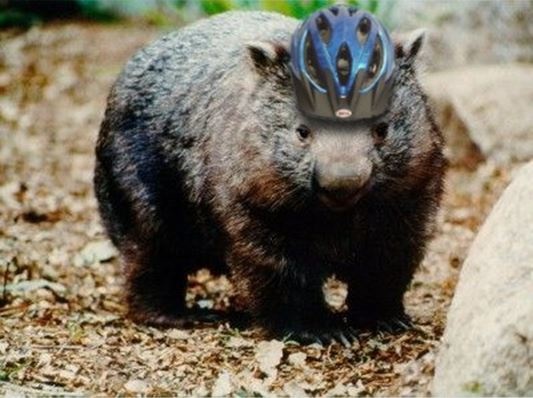 WOMBATS AND BICYCLES