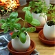 Eggling - Planter Kit - Basil