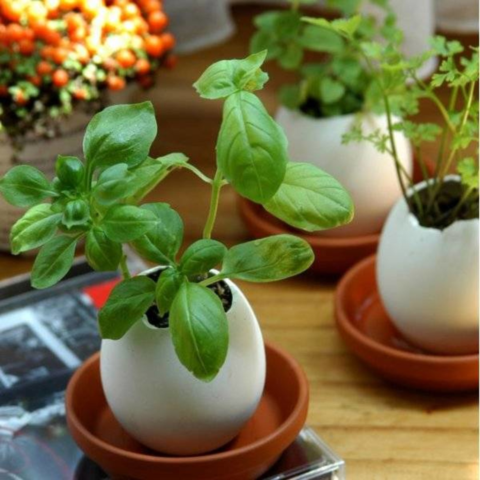 Eggling - Planter Kit - Spicy Red Pepper