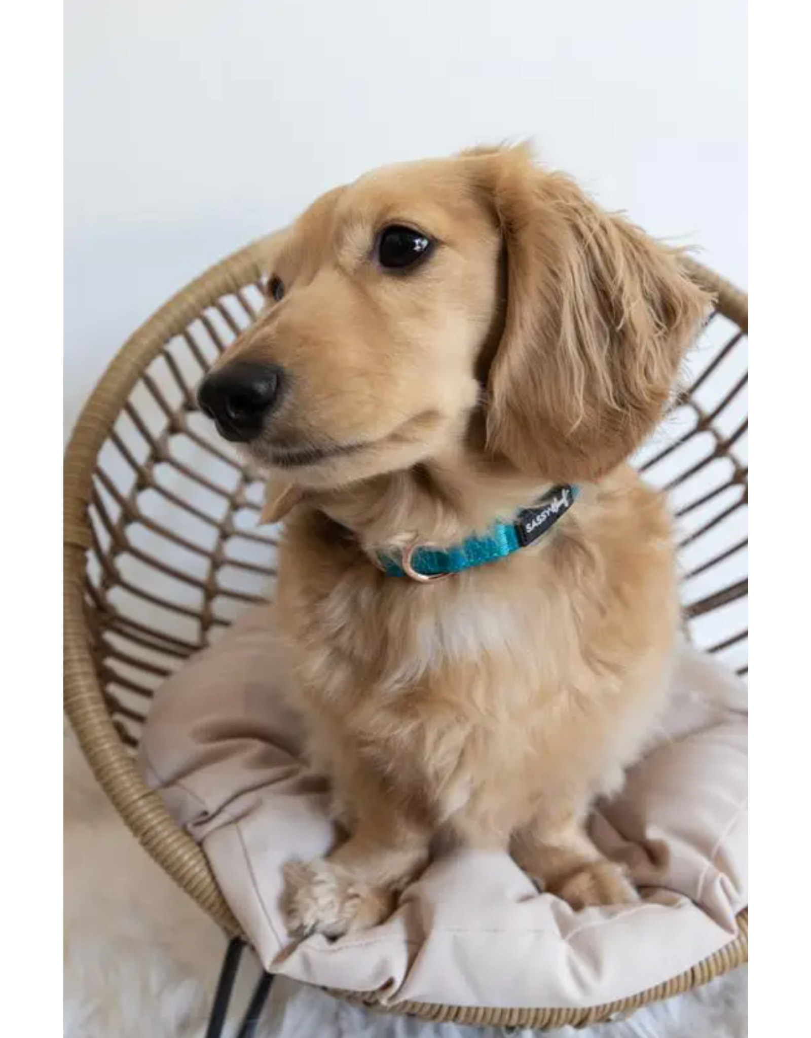 Sassy Woof 'Napa' Dog Collar