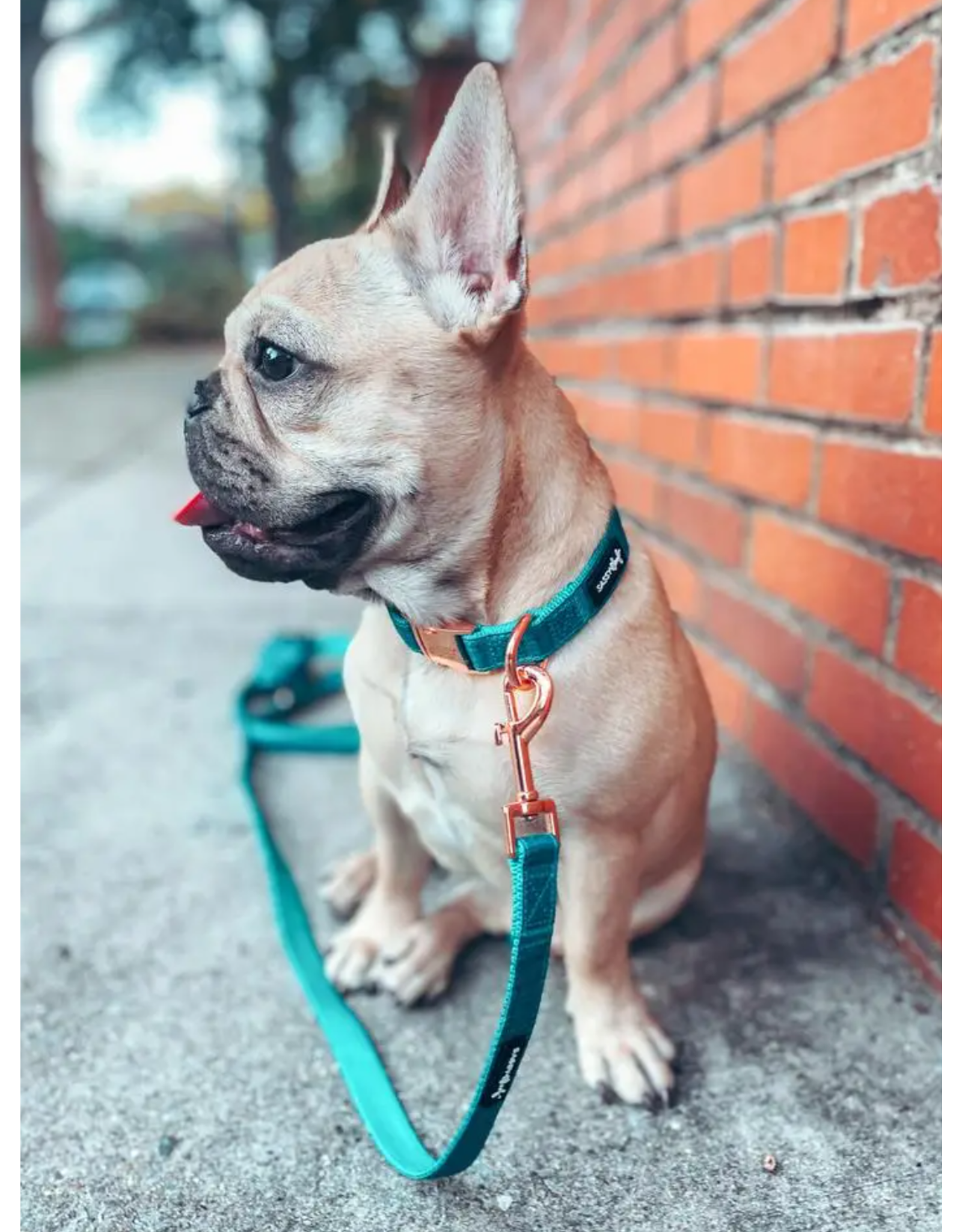 Sassy Woof 'Napa' Dog Fabric Leash