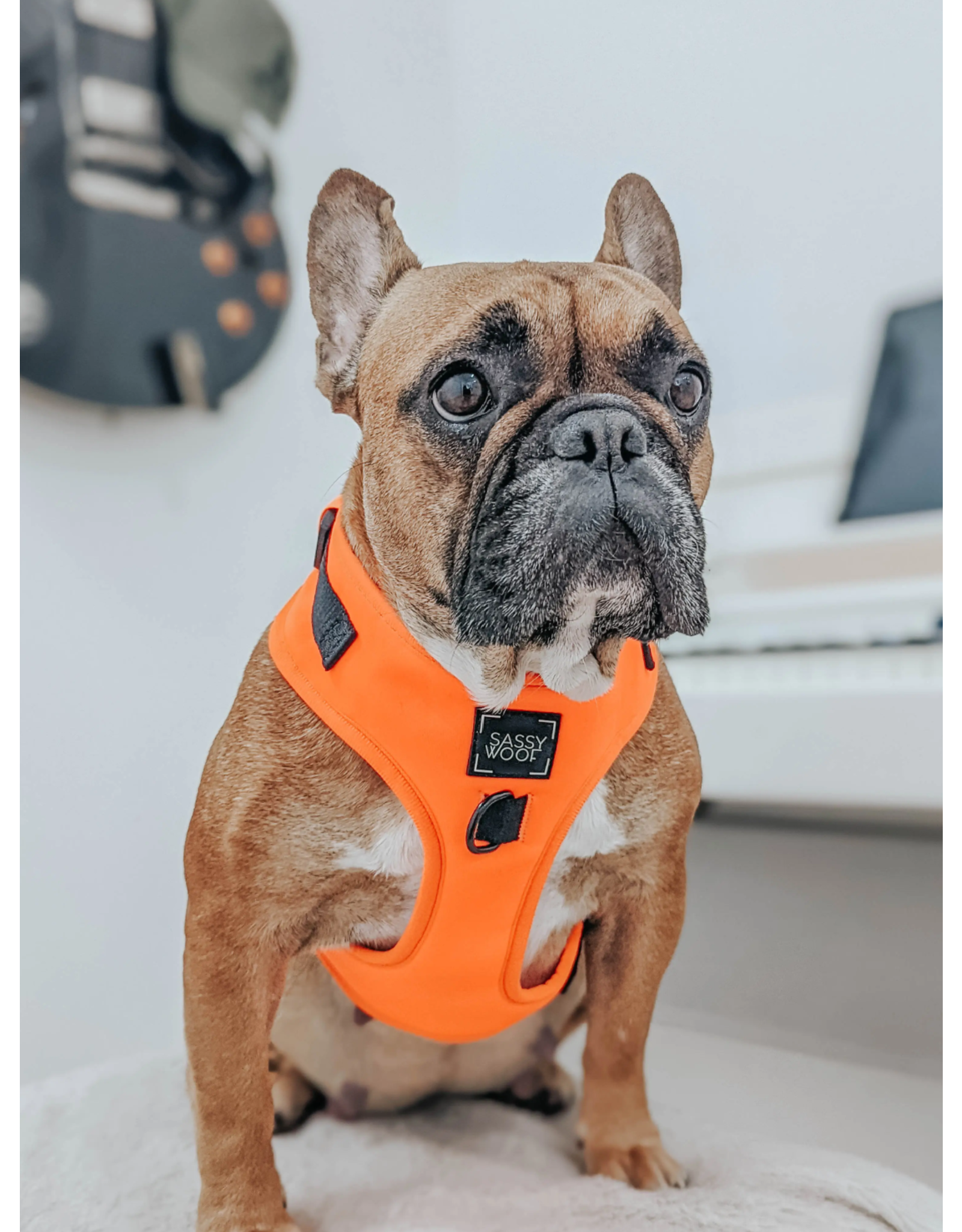 Sassy Woof 'Neon Orange' Adjustable Dog Harness