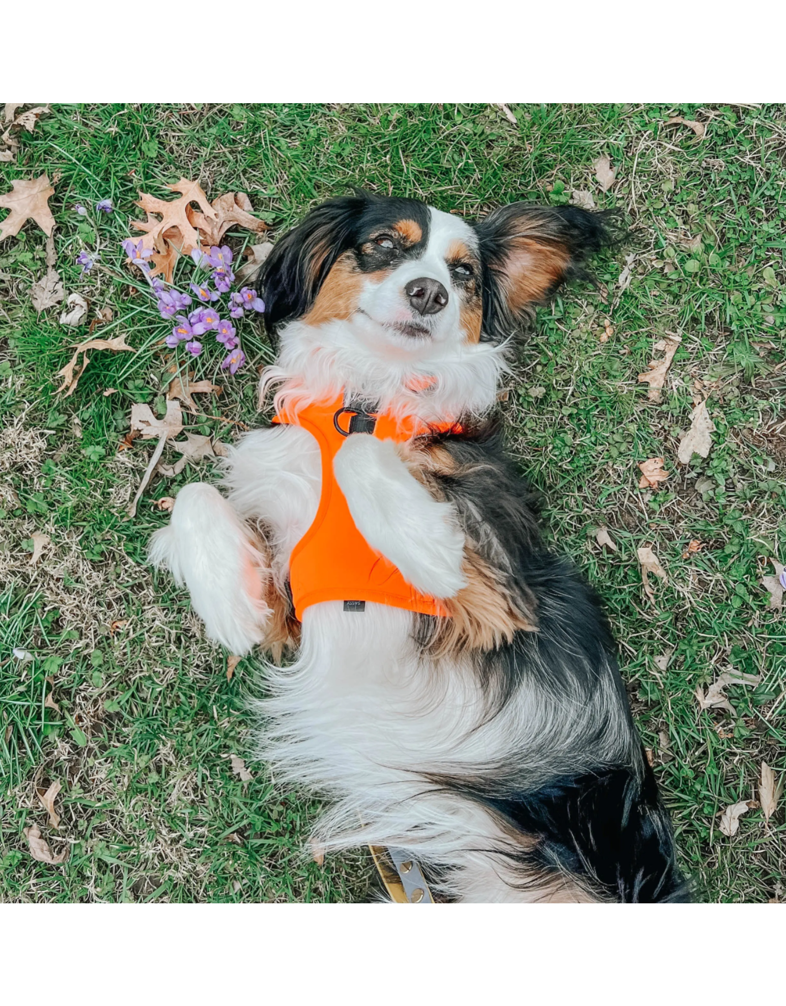 Sassy Woof 'Neon Orange' Adjustable Dog Harness