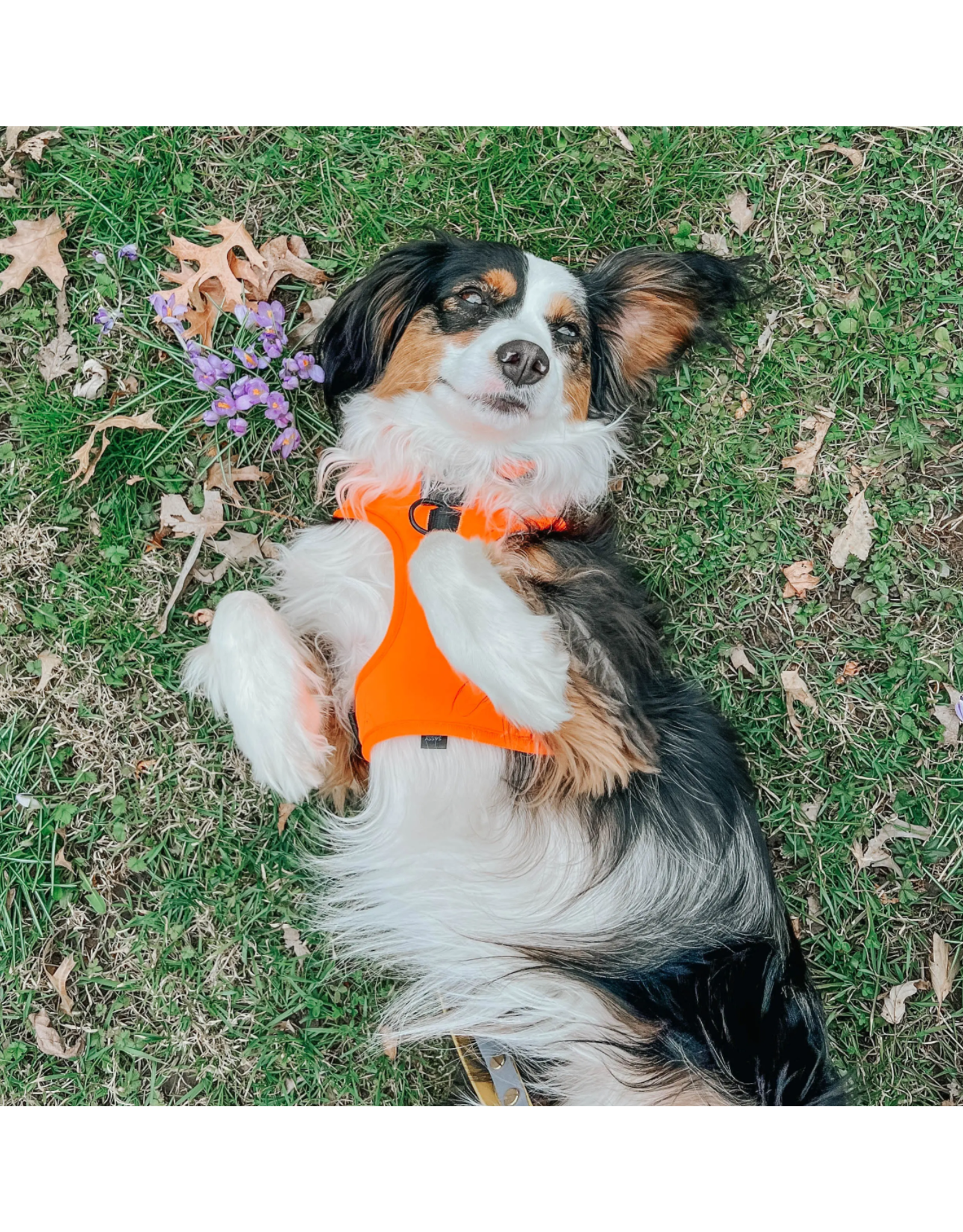 Neon Leopard dog harness – The Woof Woof