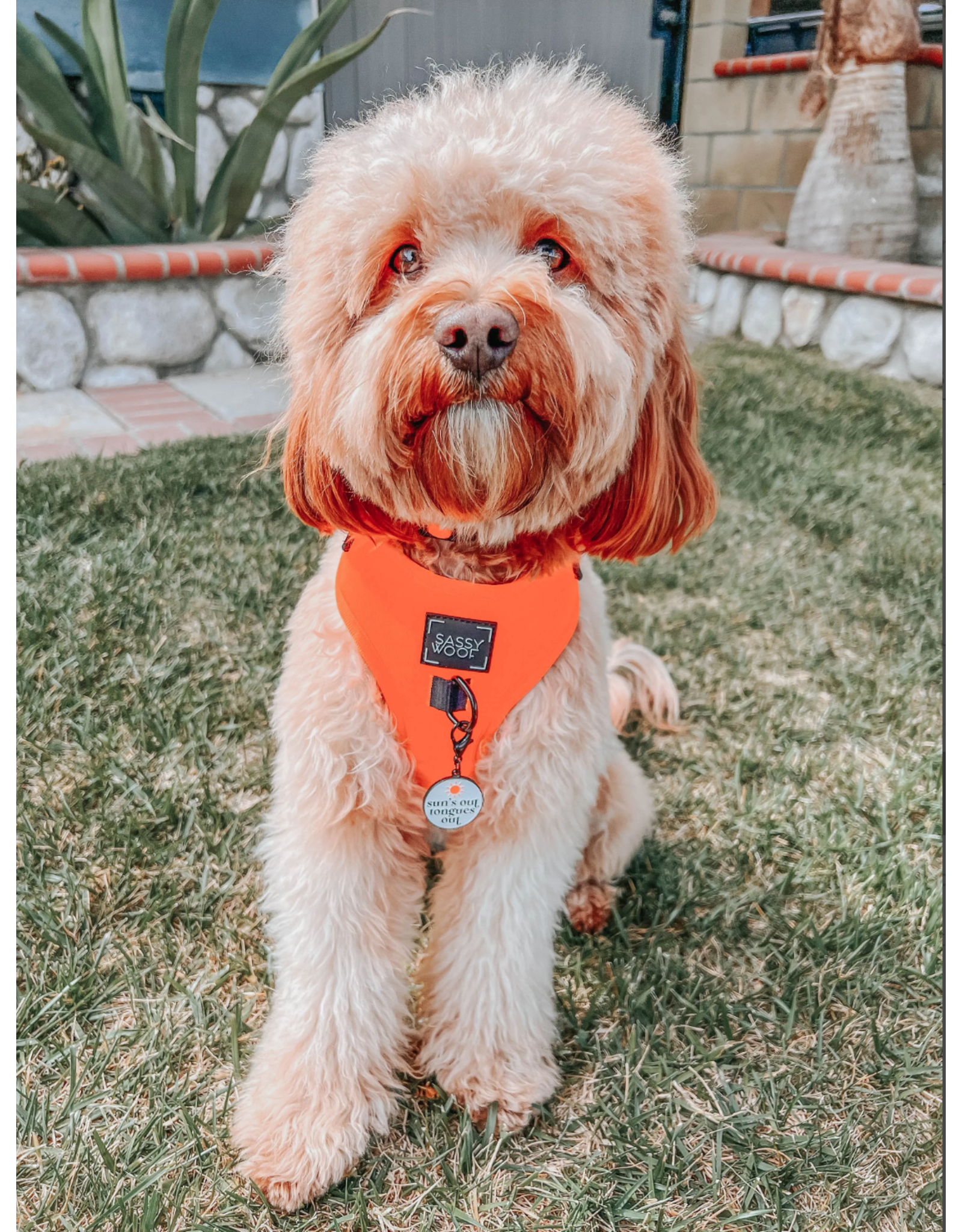 Sassy Woof 'Neon Orange' Adjustable Dog Harness