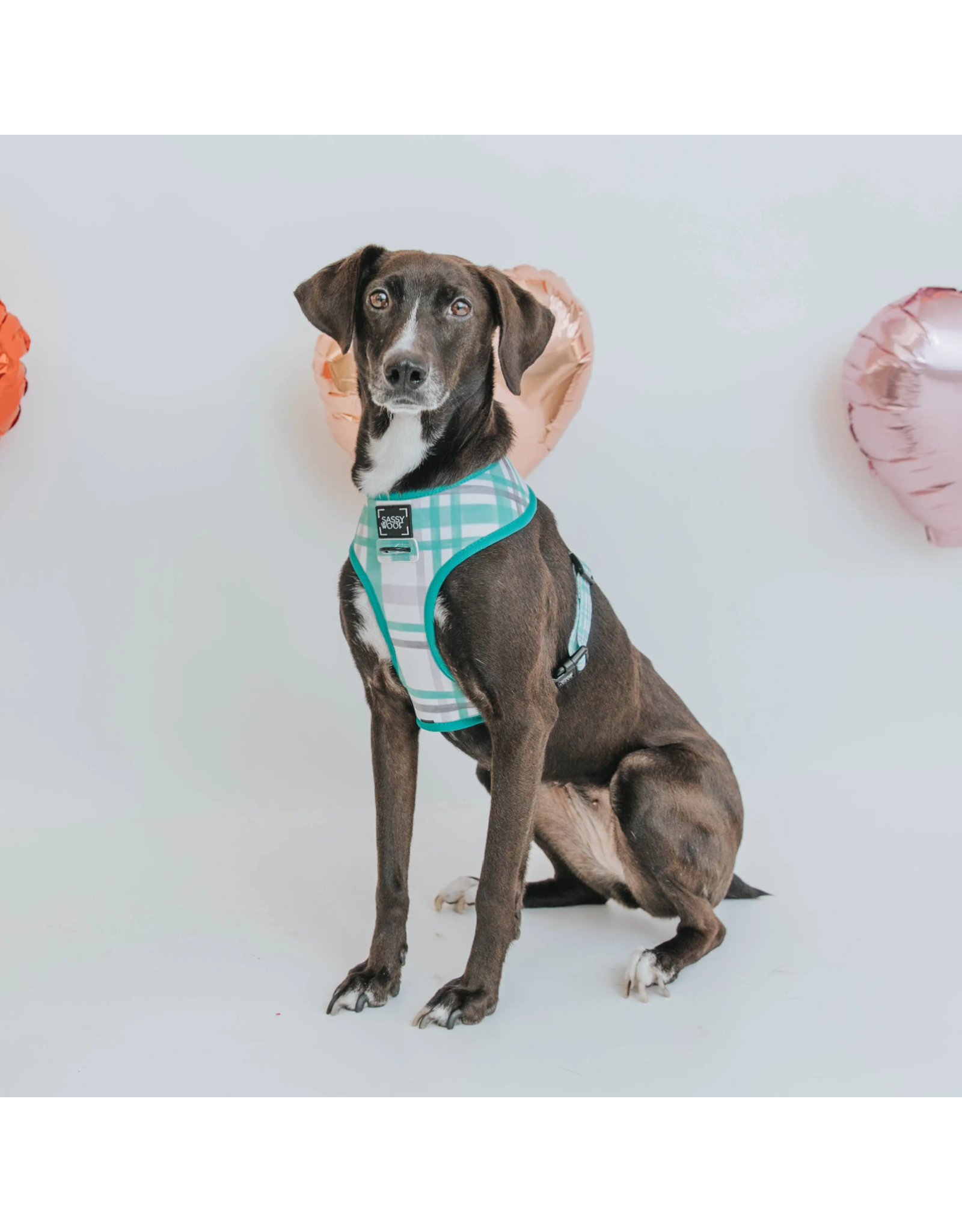 Sassy Woof 'Wag Your Teal' Reversible Dog Harness