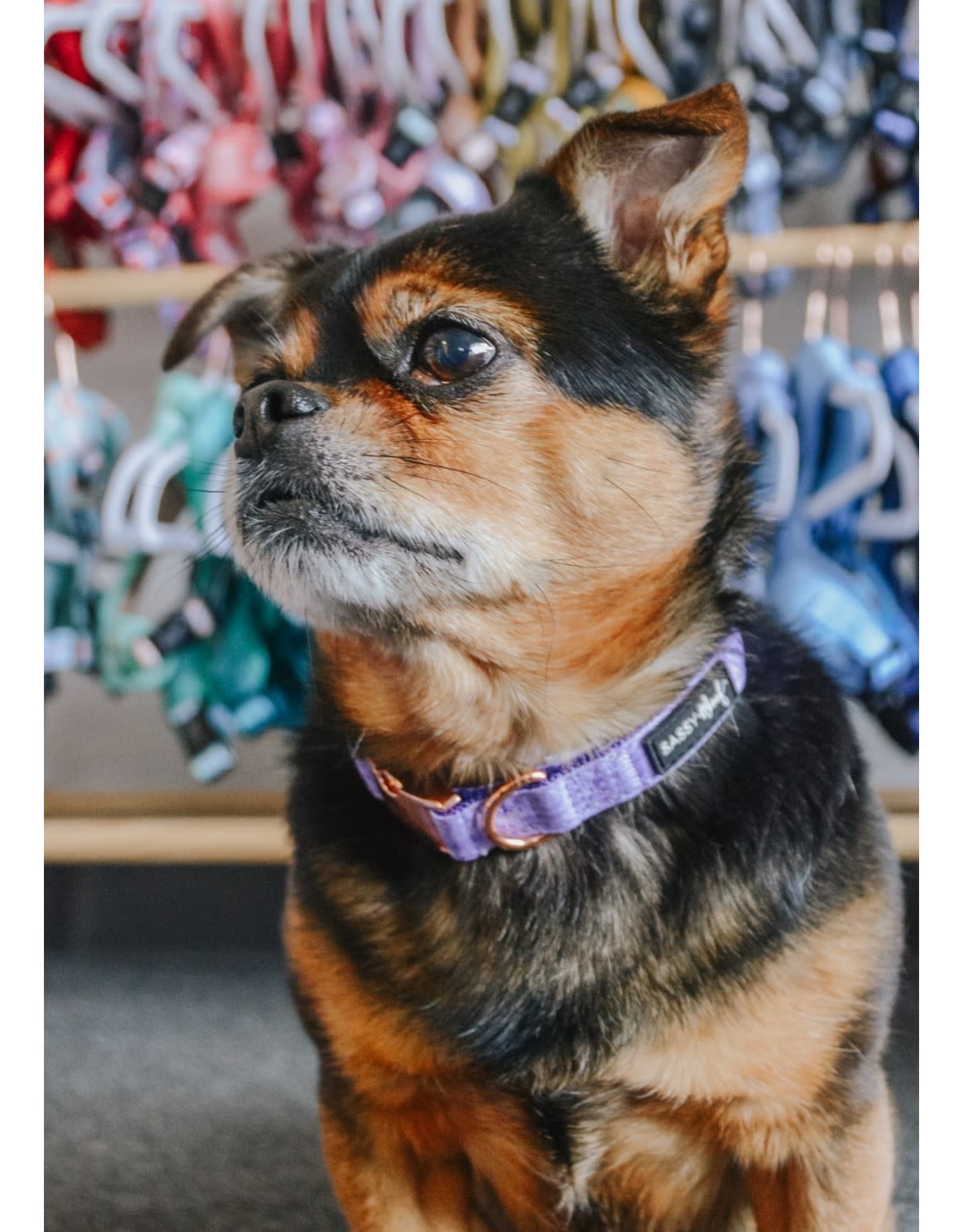 Sassy Woof 'Aurora' Dog Collar