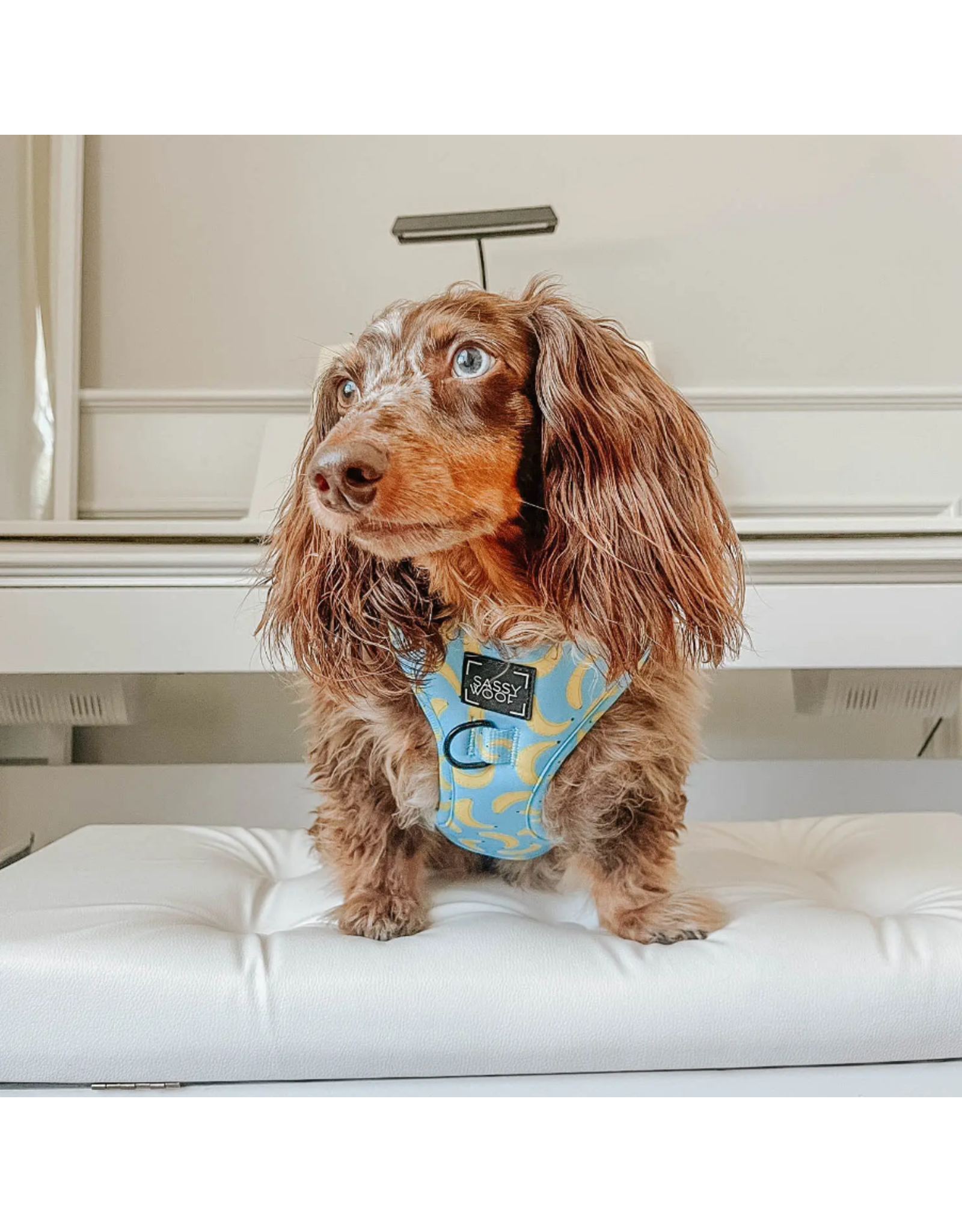 Sassy Woof 'Peeling Sassy' Adjustable Dog Harness