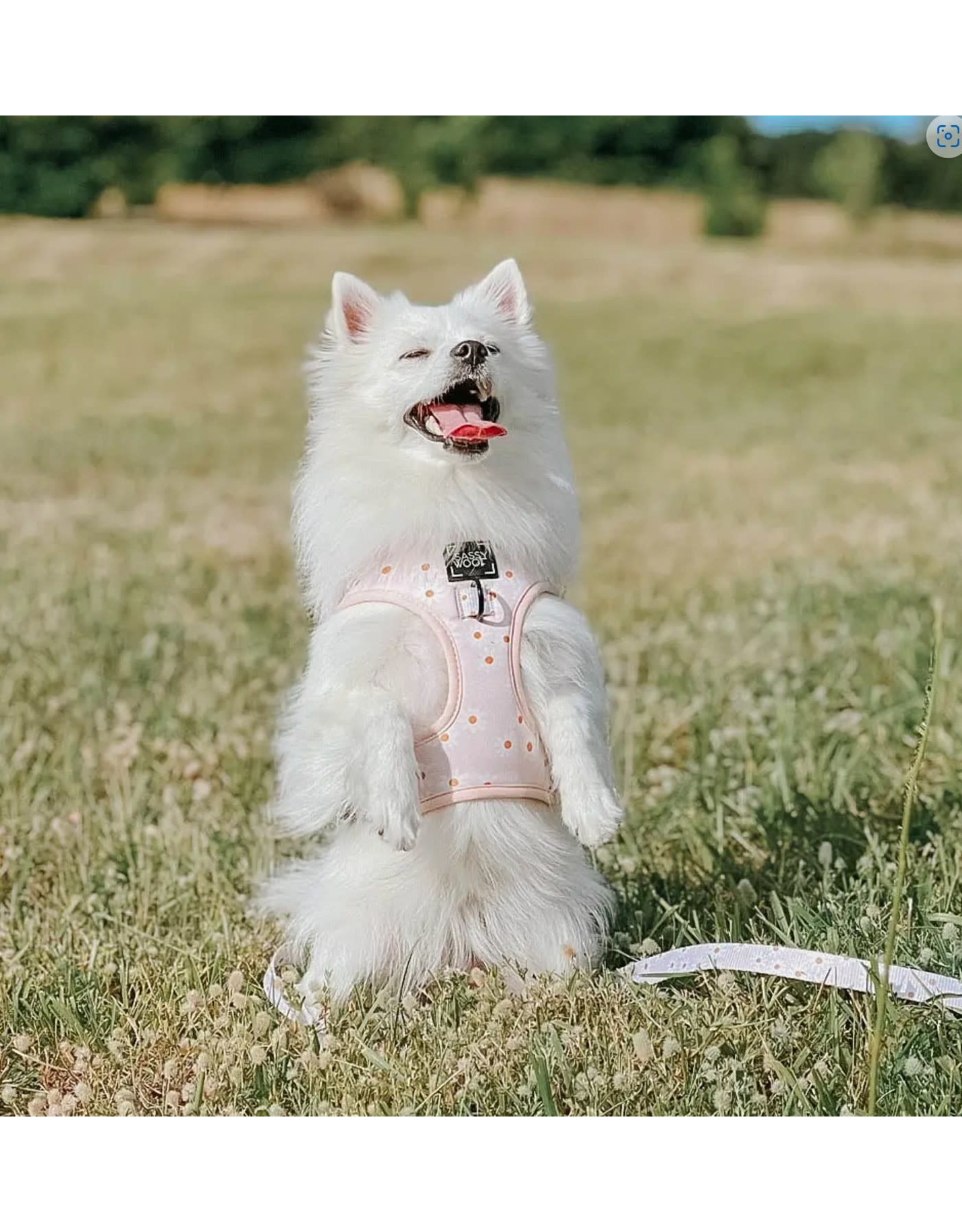Sassy Woof 'Dainty Daisy' Adjustable Dog Harness