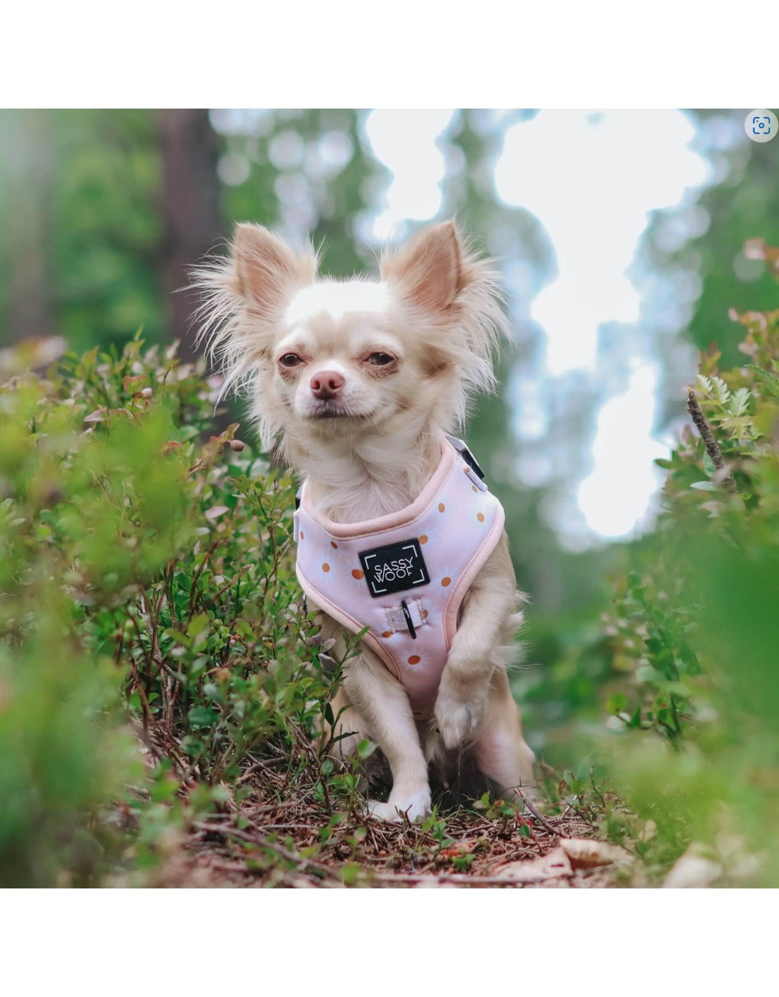 Sassy Woof 'Dainty Daisy' Adjustable Dog Harness