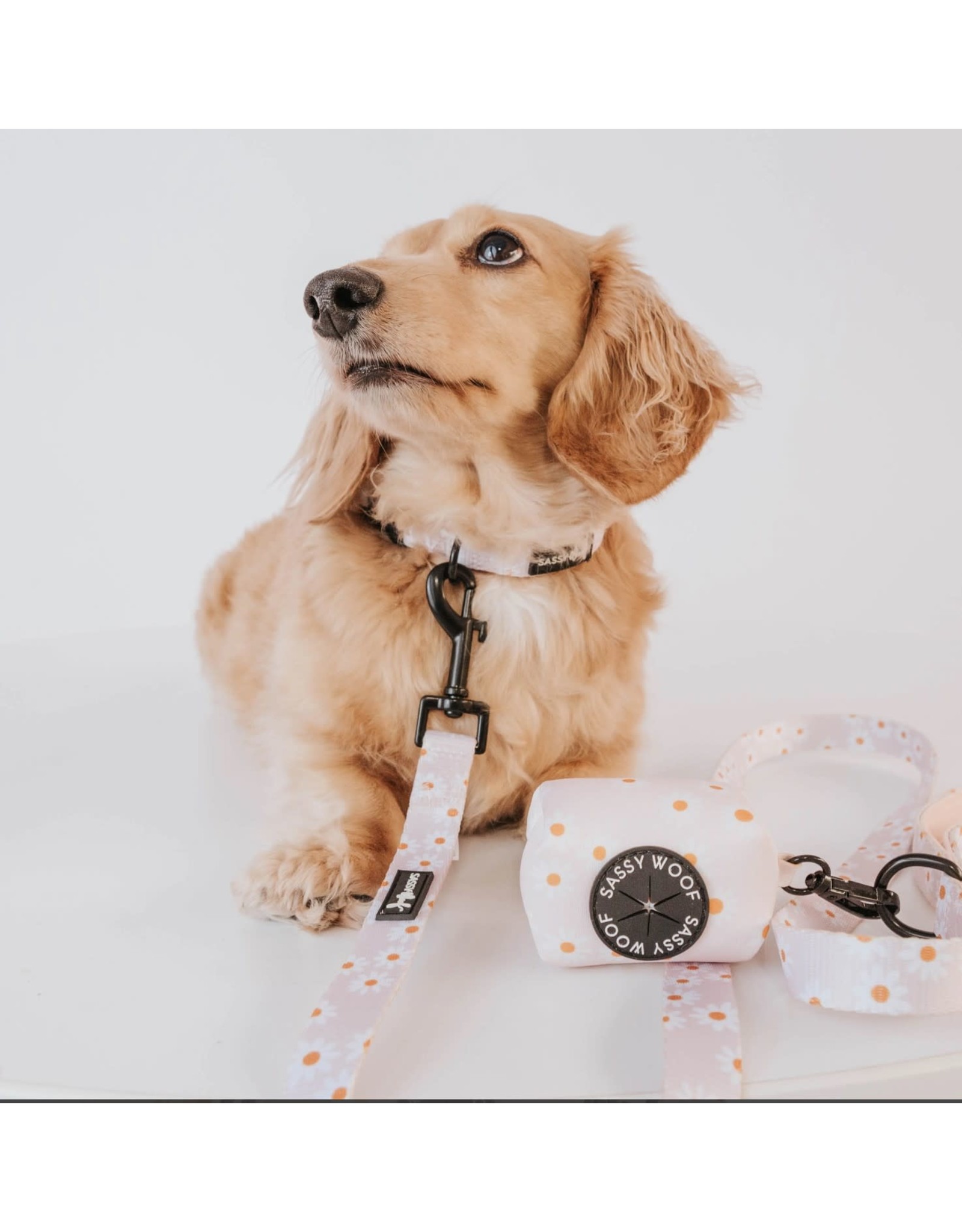 Sassy Woof 'Dainty Daisy' Dog Collar