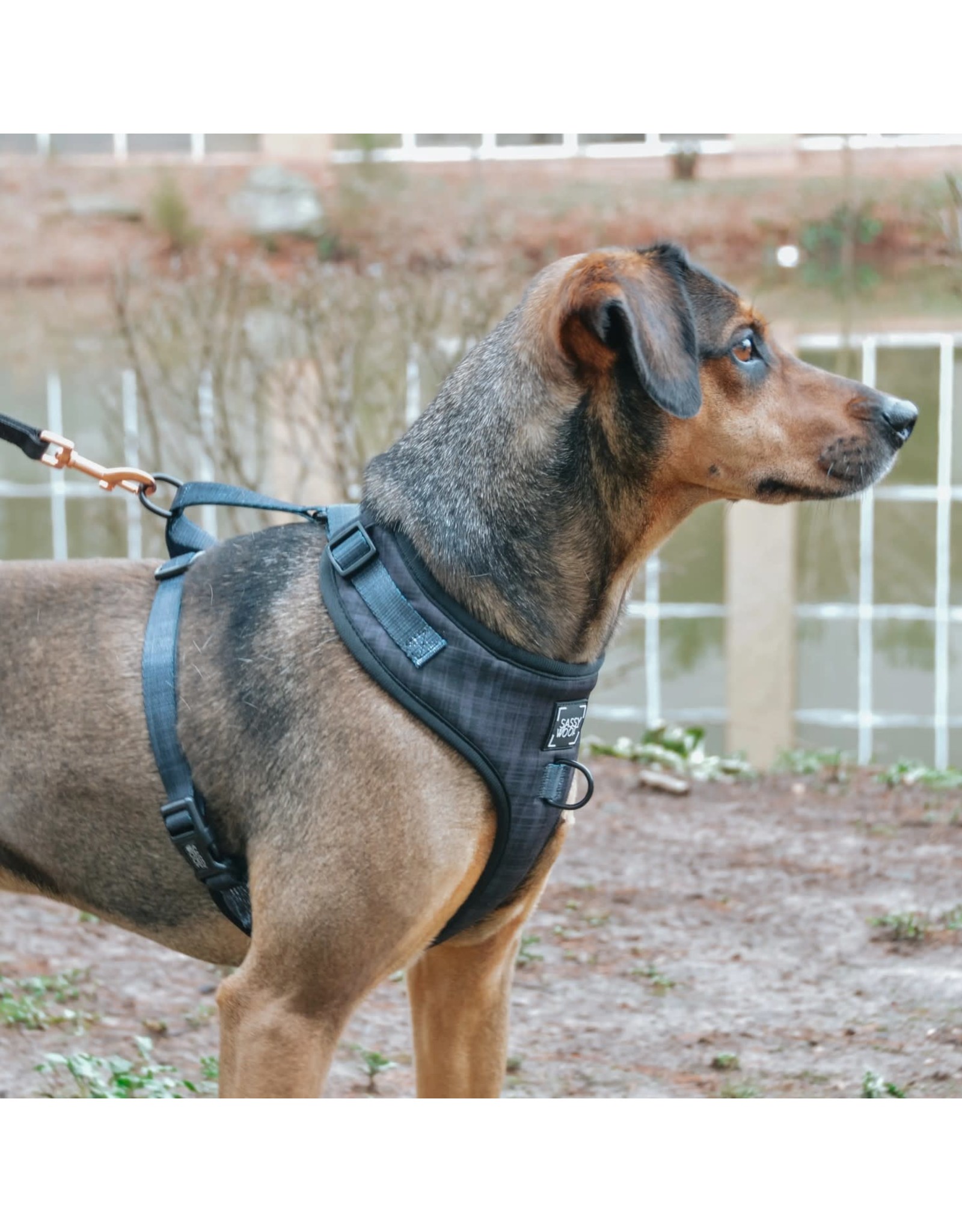 Sassy Woof 'Baby got Black' Adjustable Dog Harness