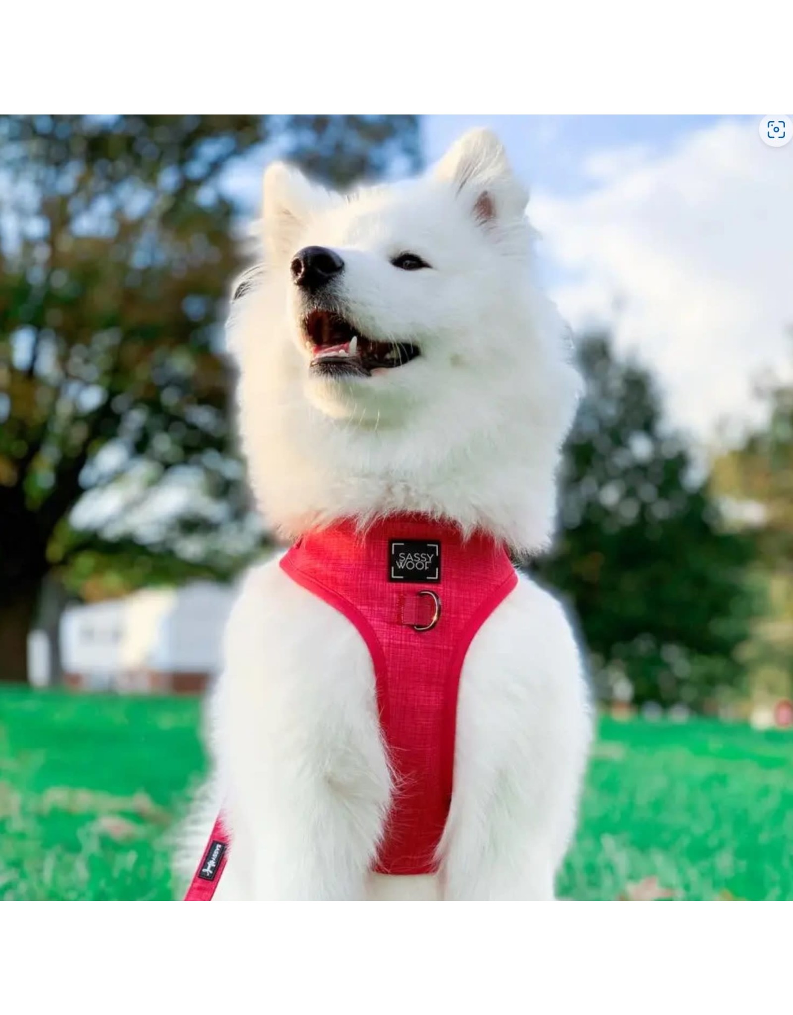 Merlot Harness - Merlot leather harness for dogs