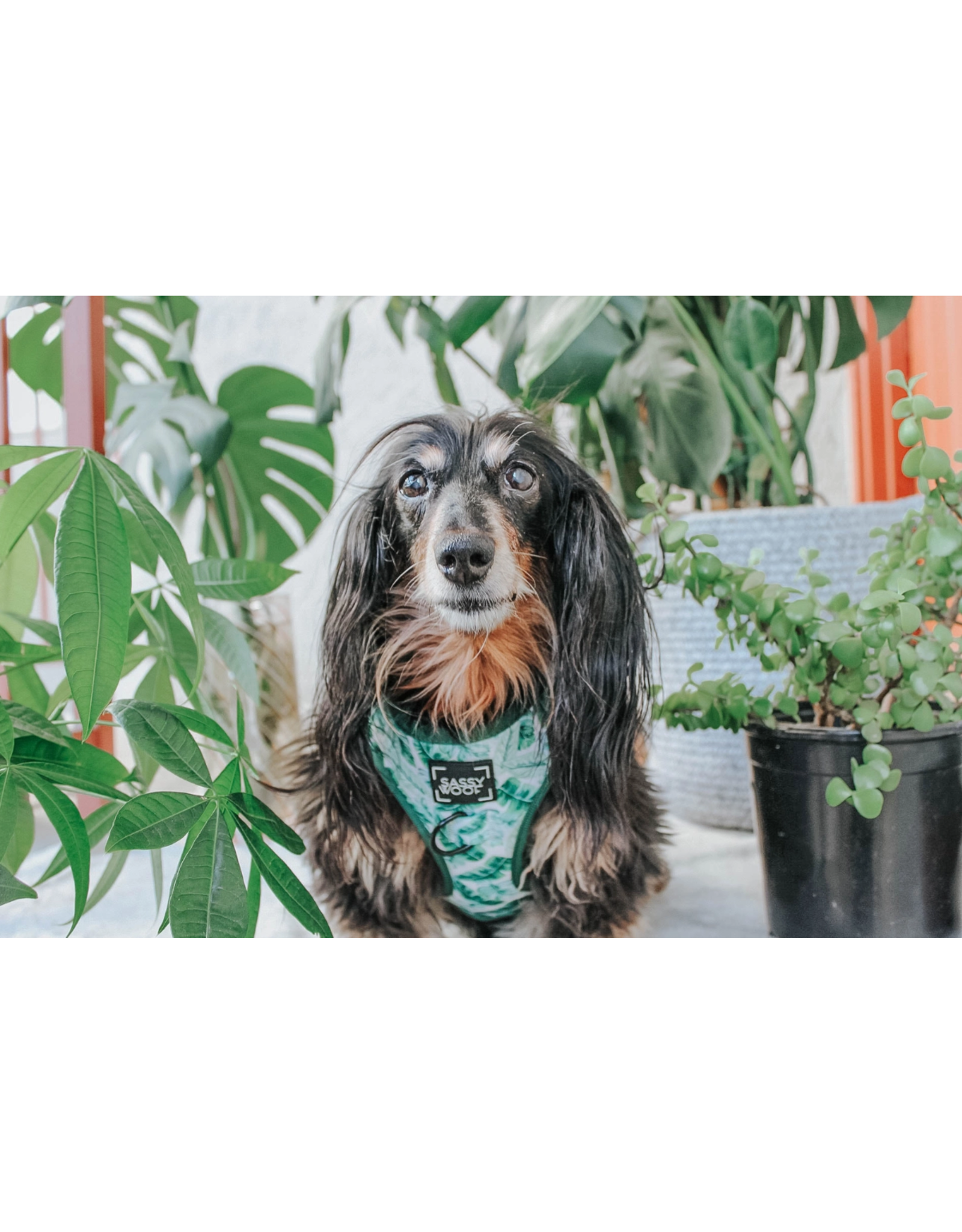Sassy Woof Sassy - Verano- Dog Adjustable Harness
