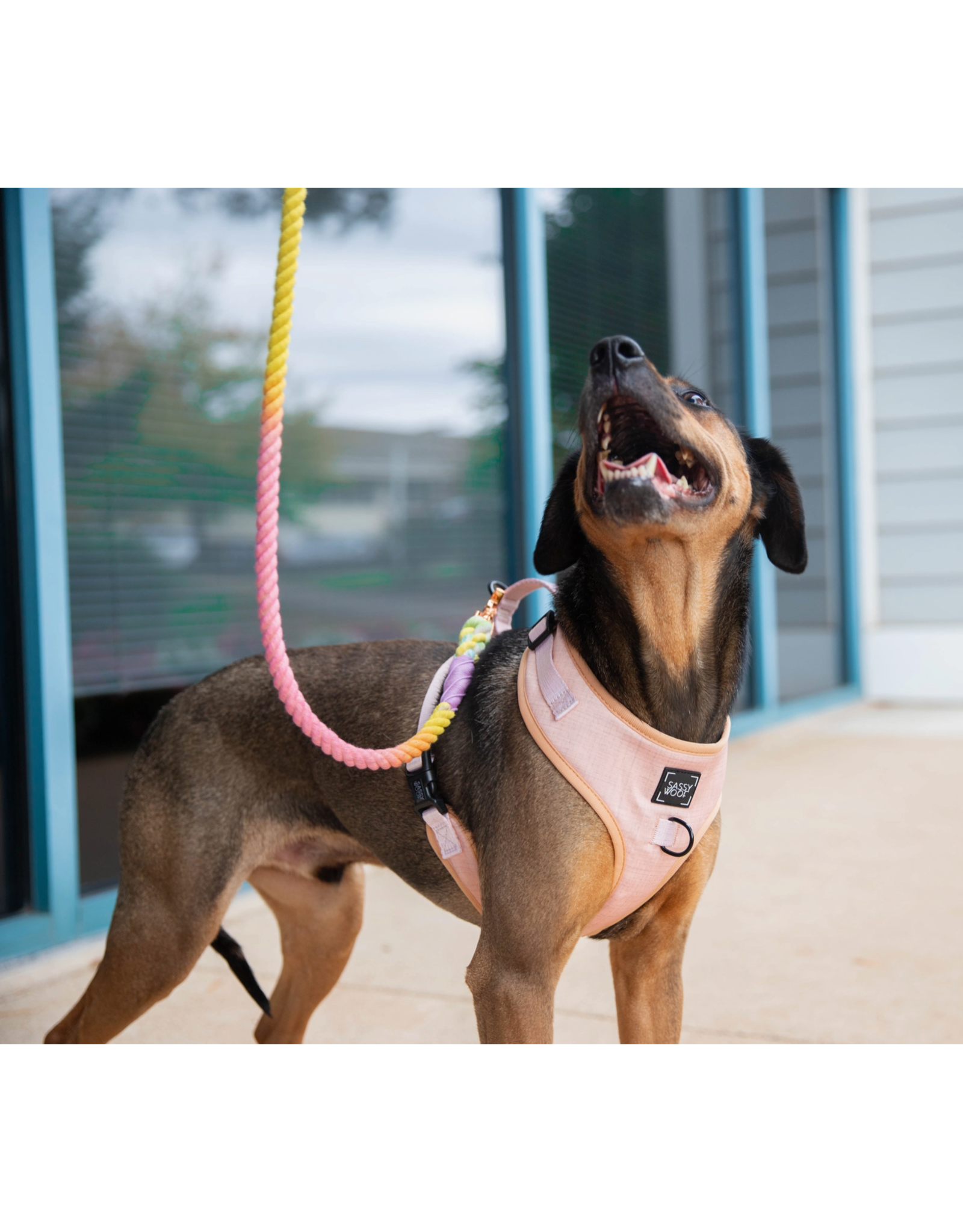 Sassy Woof 'Pinot' Dog Adjustable Harness