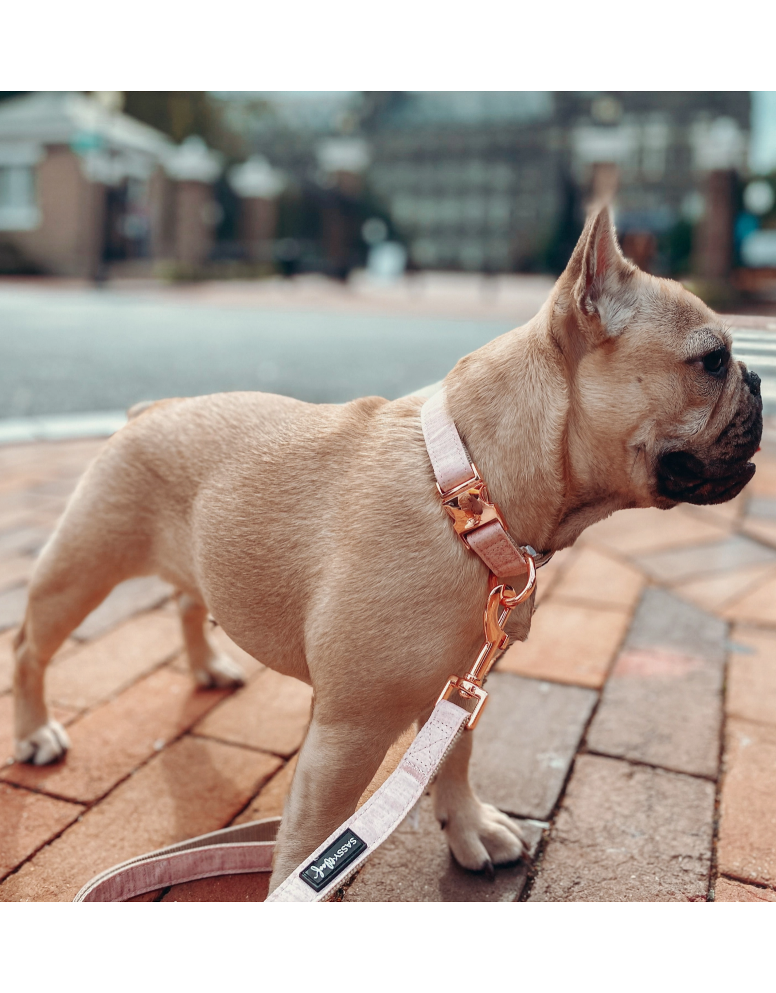 Sassy Woof 'Pinot' Dog Collar