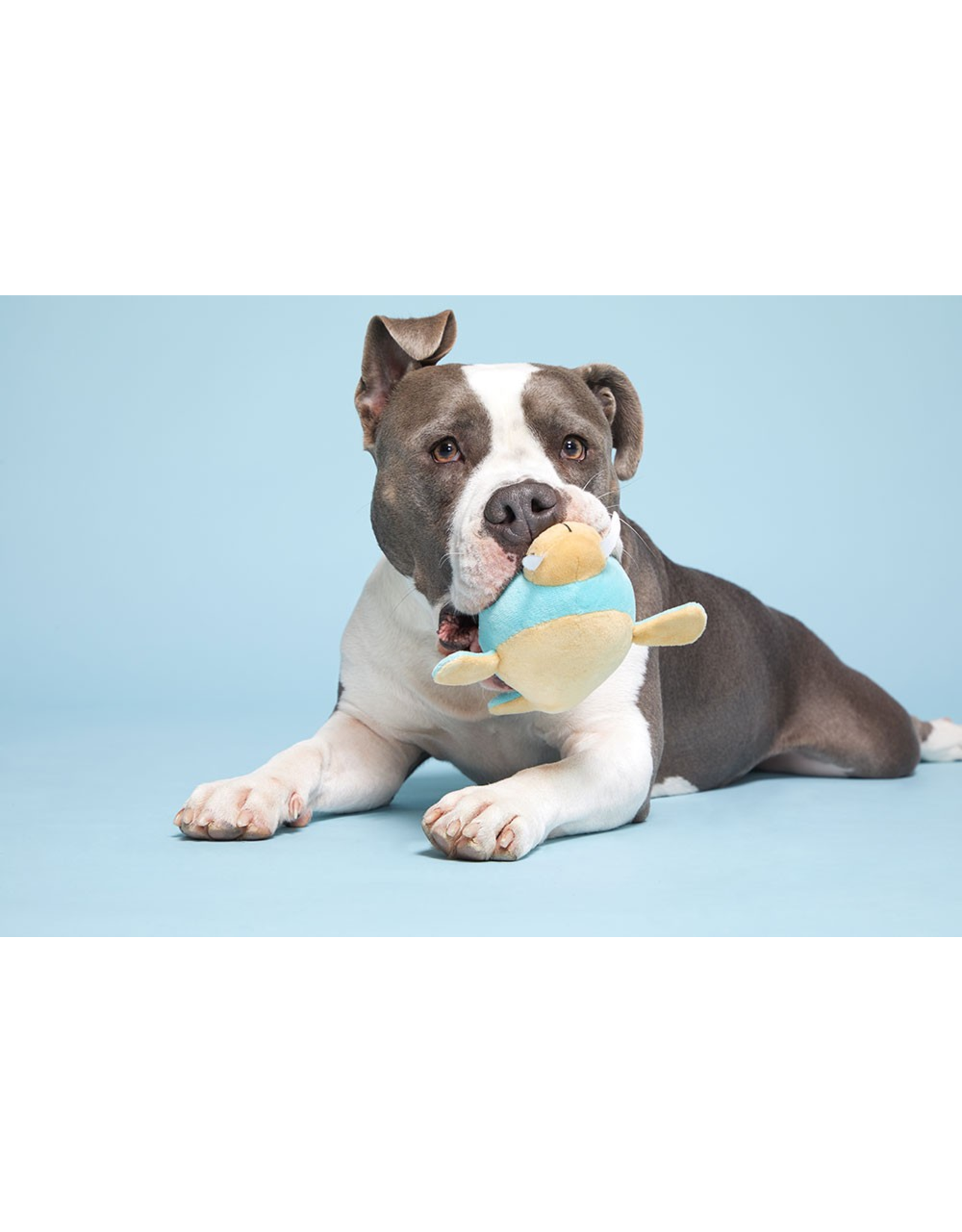 Pet Pallete Bark Wallace the Walrus