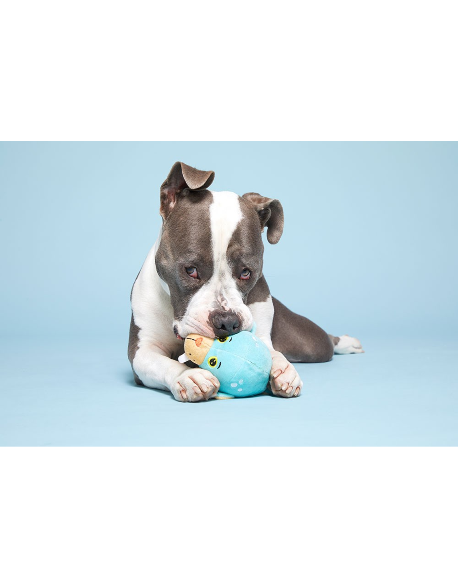 Pet Pallete Bark Wallace the Walrus