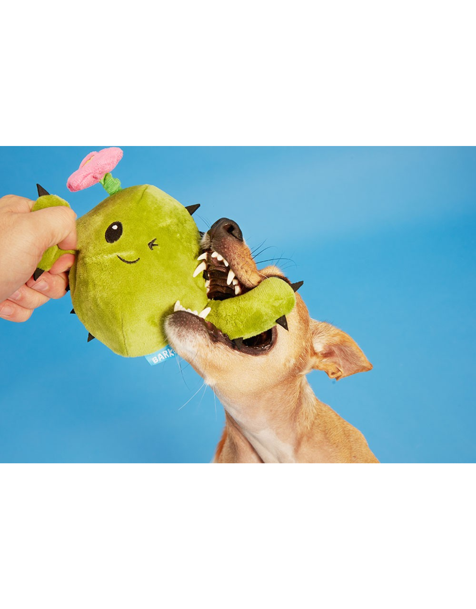 Pet Pallete Bark Consuela the Cactus