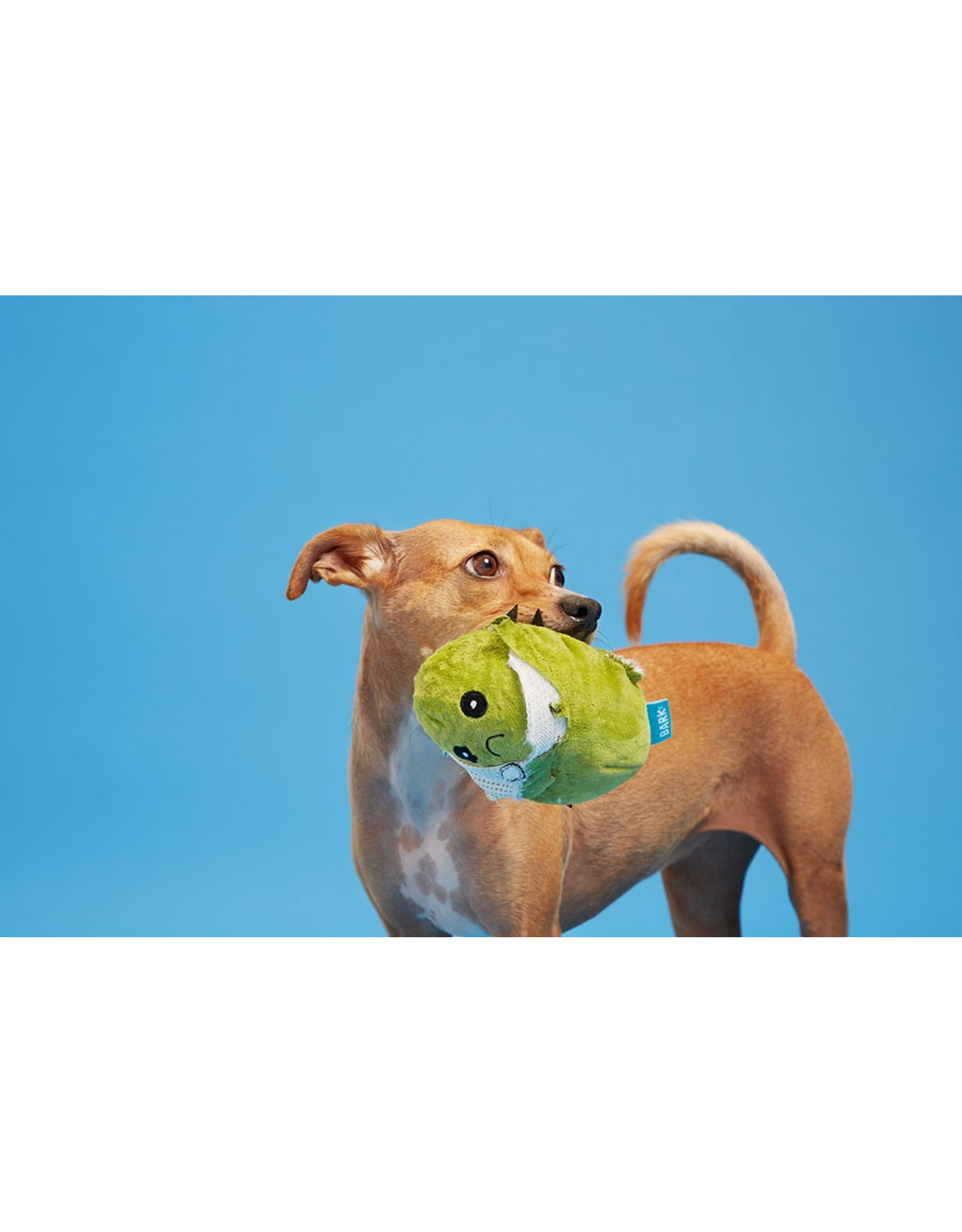 Pet Pallete Bark Consuela the Cactus