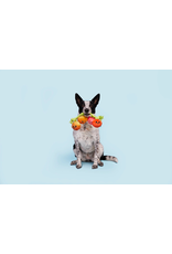 Pet Pallete Bark Hairloom Tomatoes Plush Dog Toy S/M