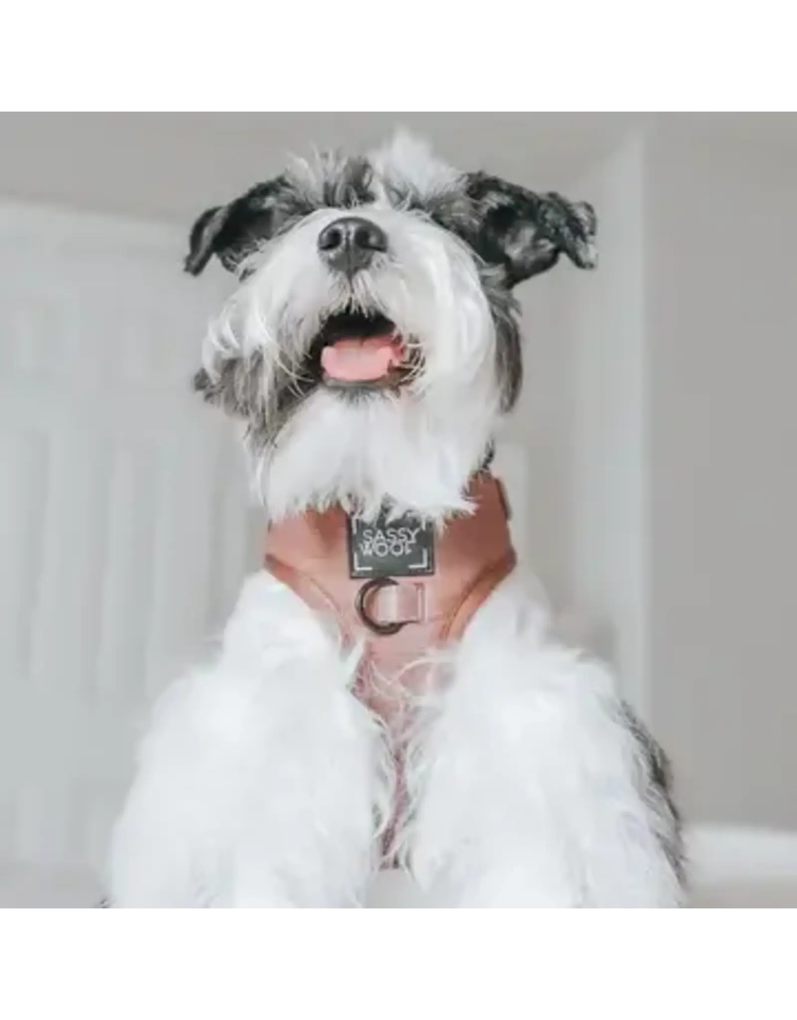 Sassy Woof Adjustable Harness - Teddy