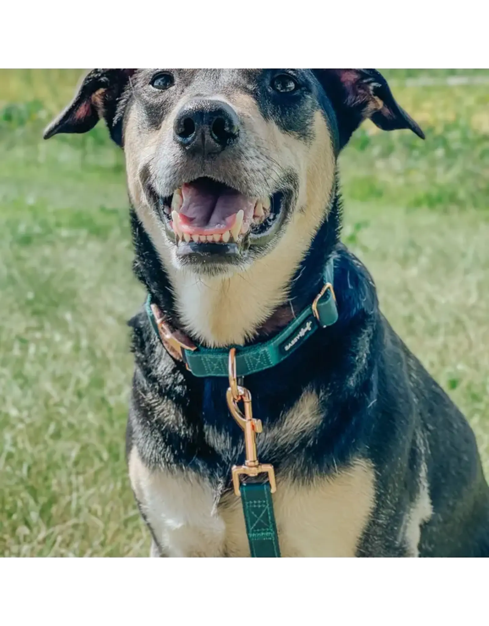 Sassy Woof 'Forest' Dog Collar