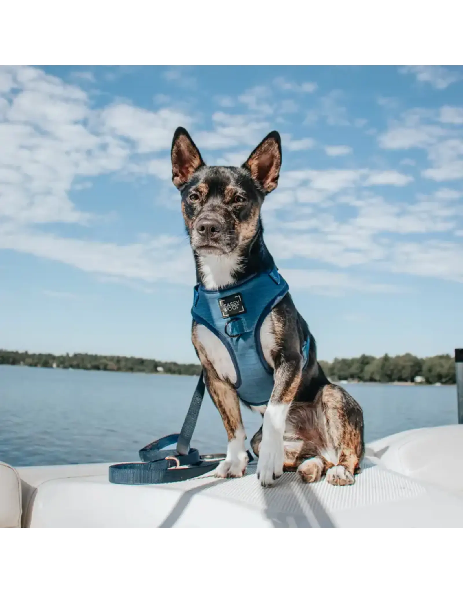 Sassy Woof 'Twilight' Dog Leash