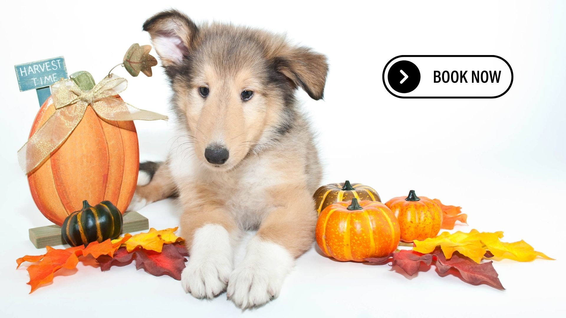 Pawtero Pet Grooming Booking