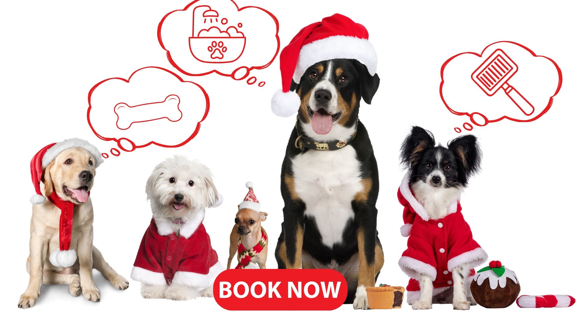 Pawtero Pet Grooming Booking