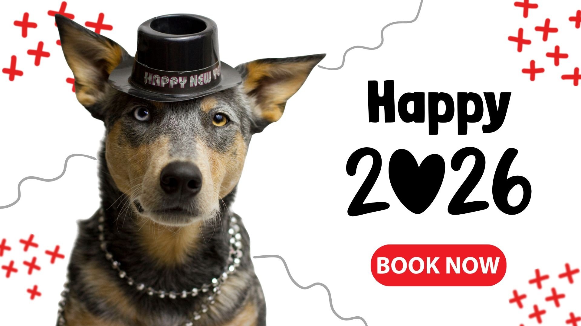 Pawtero Pet Grooming Booking