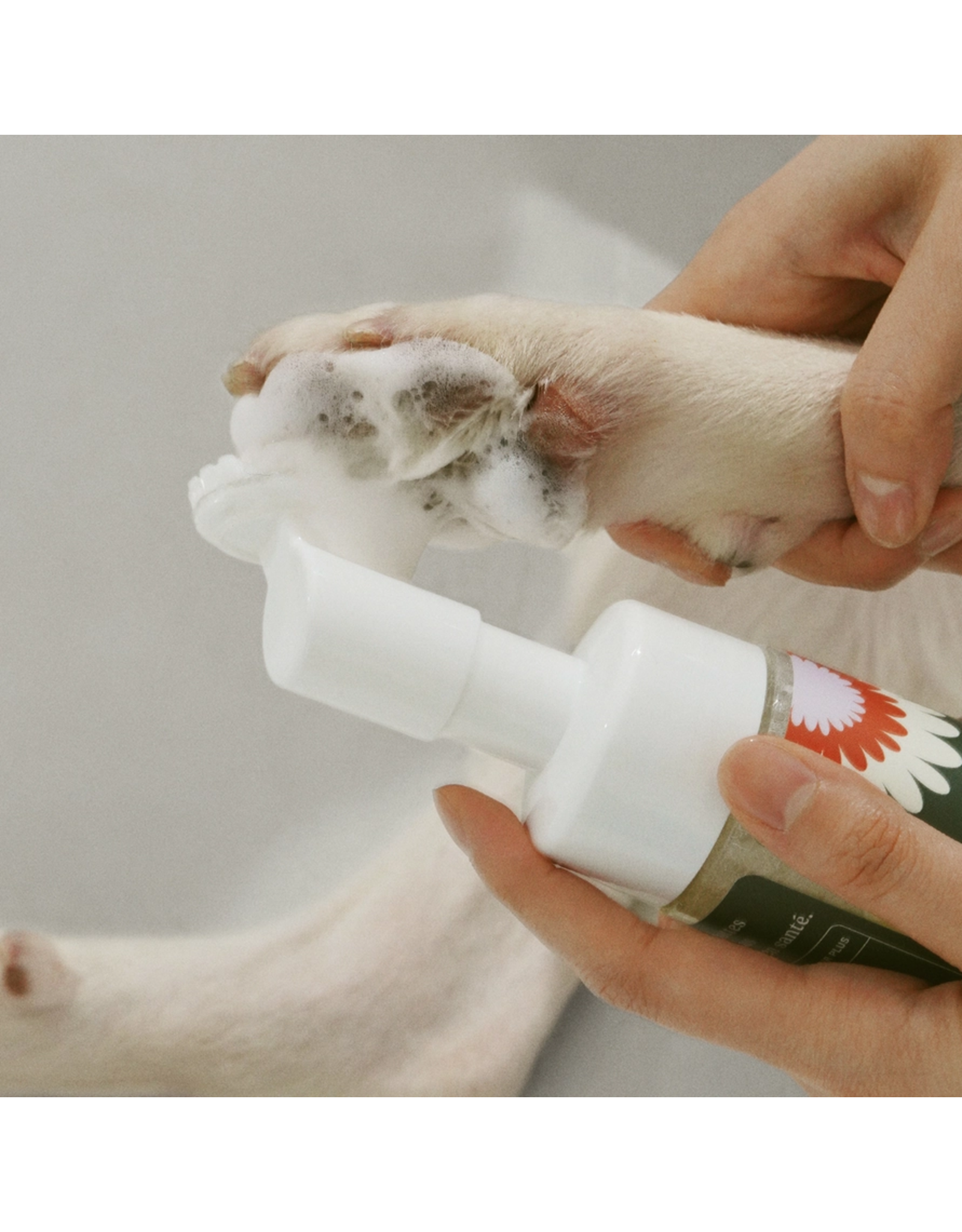Dandylion Clean Paws No-Rinse Foaming Cleanser - 5 fl oz