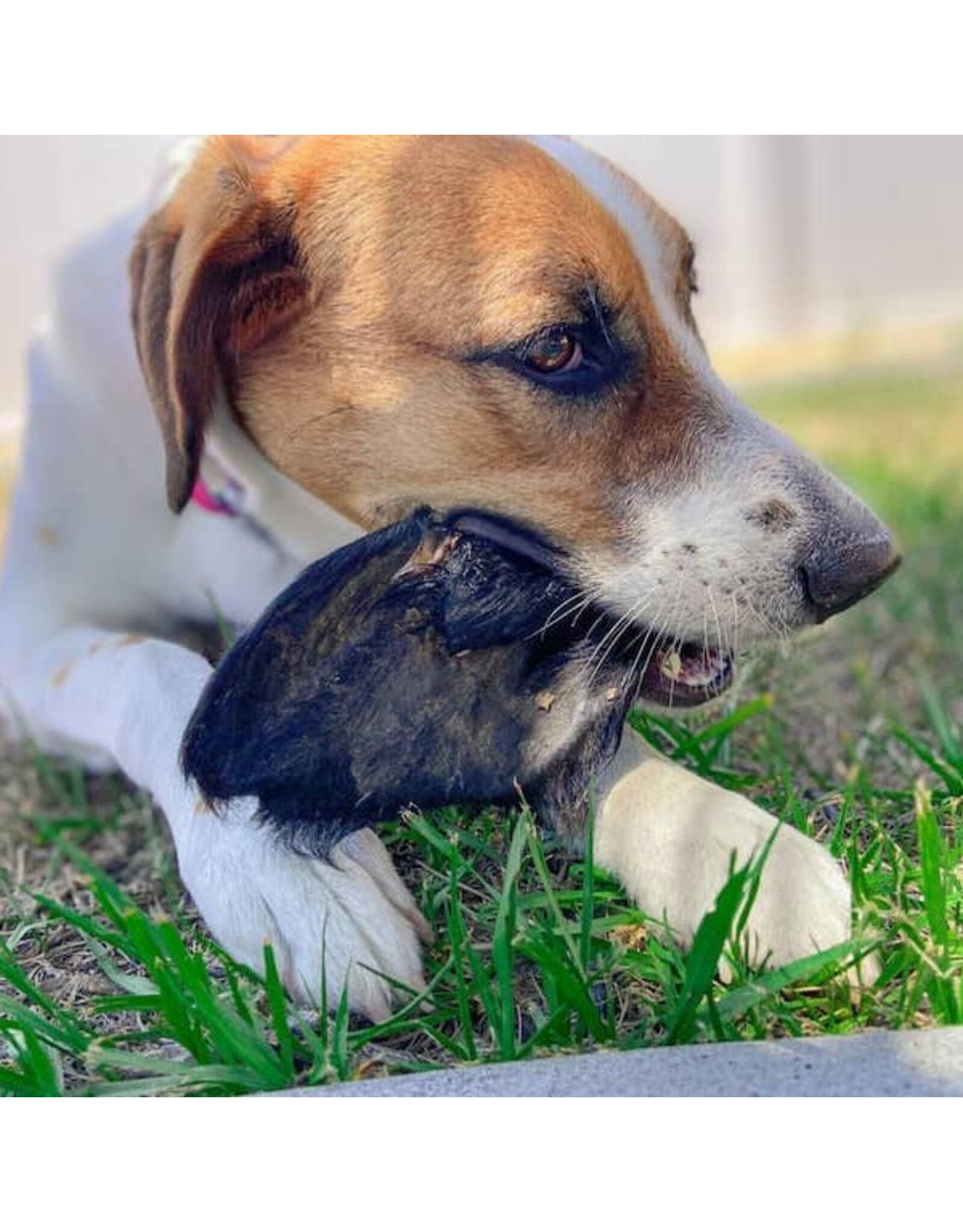 Farm Hounds Bulk Chew: Beef Ear with Hair