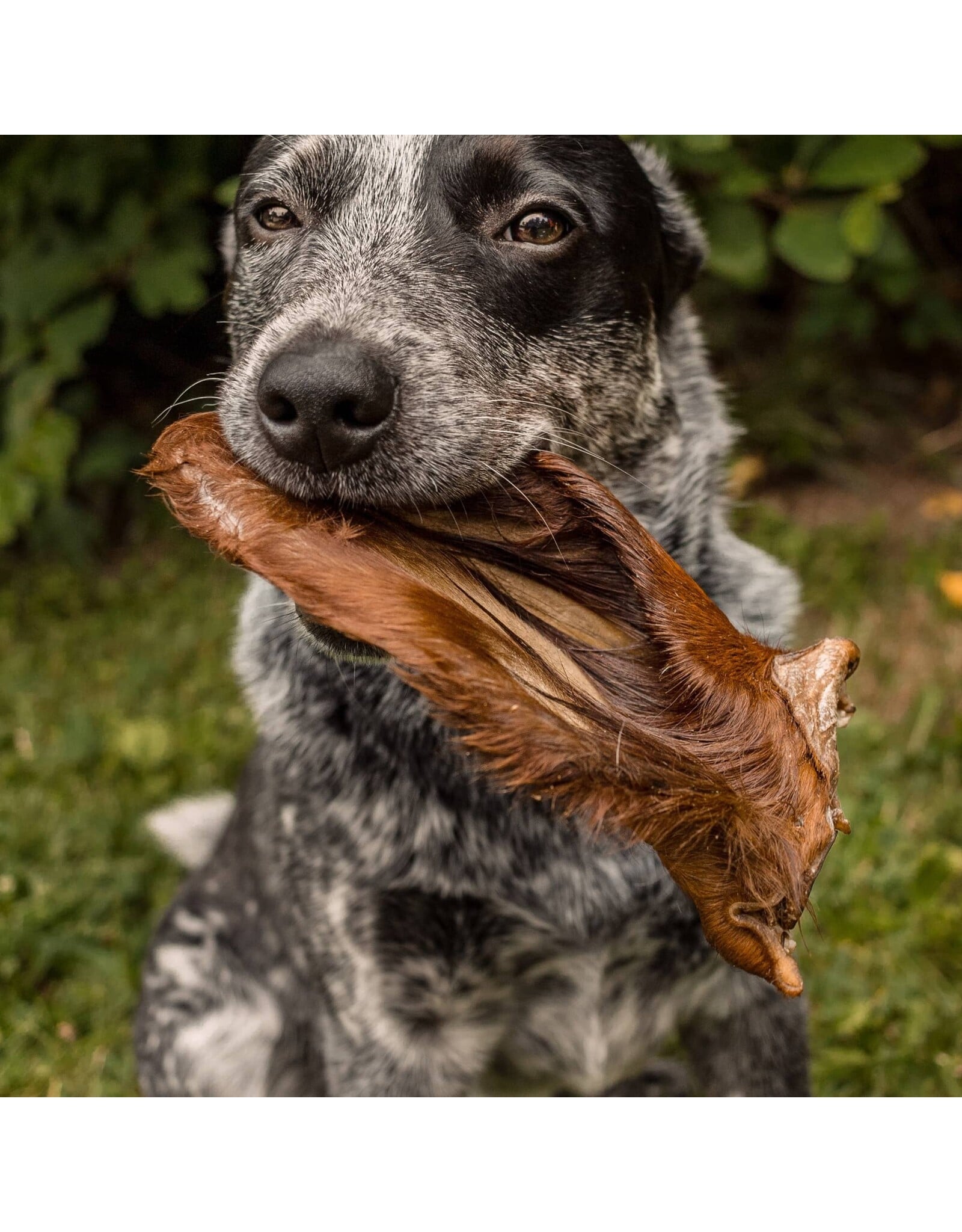 Farm Hounds Bulk Chew: Beef Ear with Hair