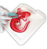 Dissect-It Lab Kits Dissect-It® Salamander Lab