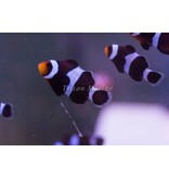 Black Ocellaris Clown (Amphiprion ocellaris) Captive Bred G