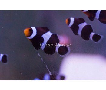 Black Ocellaris Clown (Amphiprion ocellaris) Captive Bred G