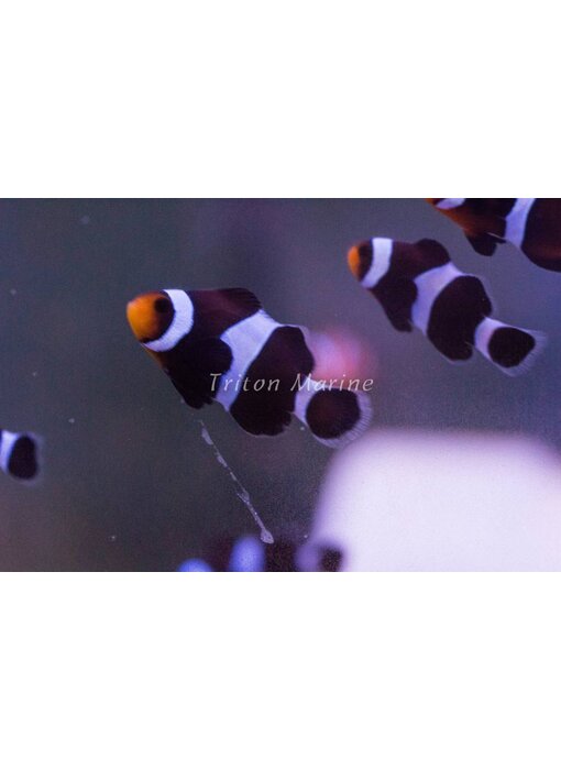 Black Ocellaris Clown (Amphiprion ocellaris) Captive Bred G