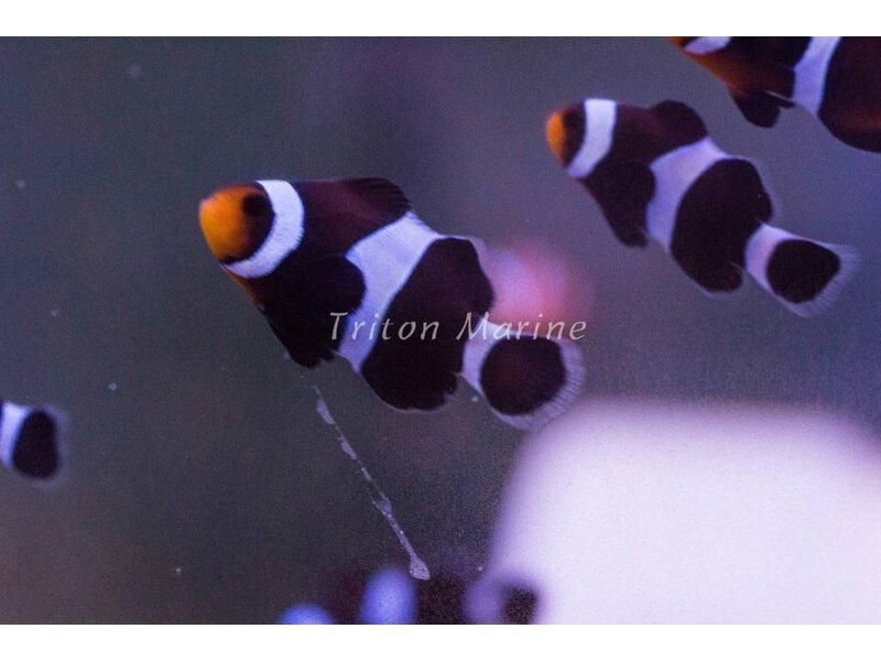 Black Ocellaris Clown (Amphiprion ocellaris) Captive Bred G